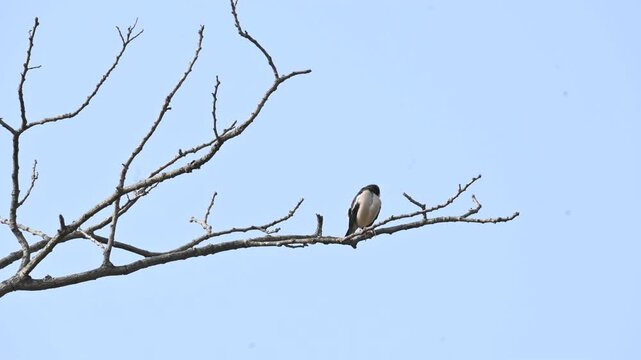 Indian pied myna or Gracupica contra. Its species&nbsp;of&nbsp;starling&nbsp;found in the&nbsp;Indian subcontinent. They are perched on branch of a tree, set against the backdrop of a blue sky. Asian pied starling brid. 