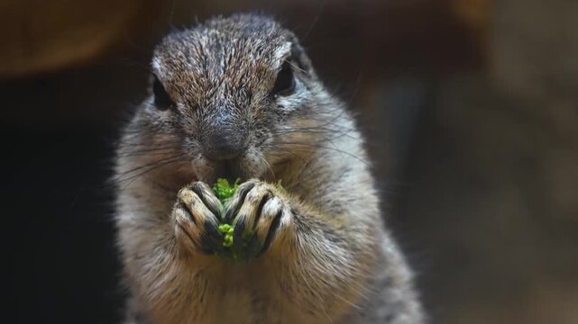 Close up of a ground squirrel sitting up and eating a broccoli with his front feet on a cloudy day in spring 