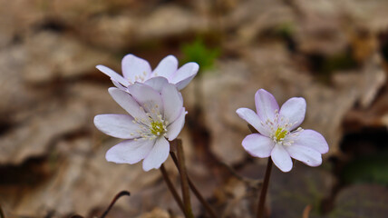 Anemone hepatica ( Hepatica nobilis ) in the forest Blooming noble liverworts (Hepatica nobilis) in the forest in early spring. © Мария Мария