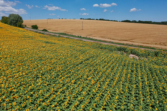 Aerial view of vibrant sunflowers contrasting with golden wheat fields under a blue sky, Chyhyrynskyi district, Cherkasy Oblast, Ukraine.