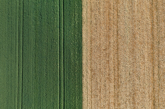 Aerial view of contrasting green and golden fields, presenting a stark division of agricultural land, Chyhyryns kyi district, Cherkasy Oblast, Ukraine.