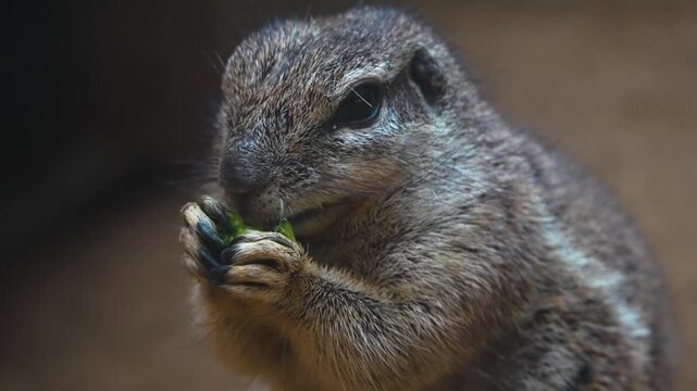 Close up of a ground squirrel sitting up and eating a broccoli with his front feet on a cloudy day in spring 