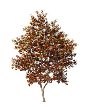 Sourwood autumn tree isolated on transparent background. Deciduous tree with fall leaves isolated on transparent background. Autumn tree isolated on white background. Autumn tree PNG. Autumn plant PNG