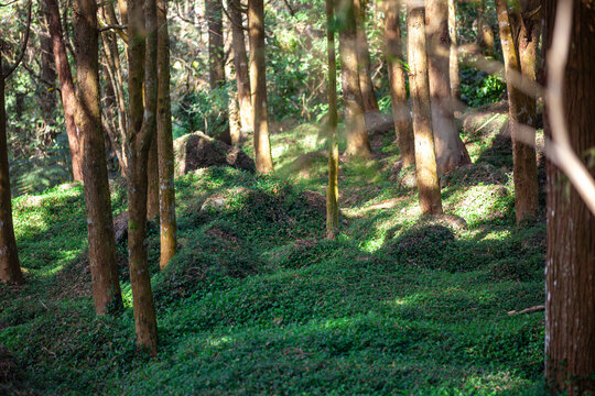 Sunlight filtered through the trees and fell on the carpet-like grass.