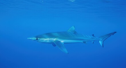 Fototapeta premium A solitary blue shark glides gracefully through the vast, open ocean currents, a powerful hunter in its natural habitat.