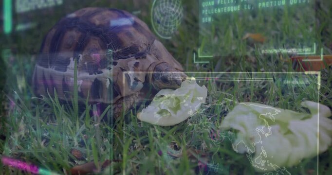 Tortoise nudging lettuce and pulling leaf while feeding, HUD overlay tracking for wildlife tech