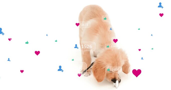 Reaction icons appearing, golden retriever puppy sniffing stethoscope, walking and raising counters