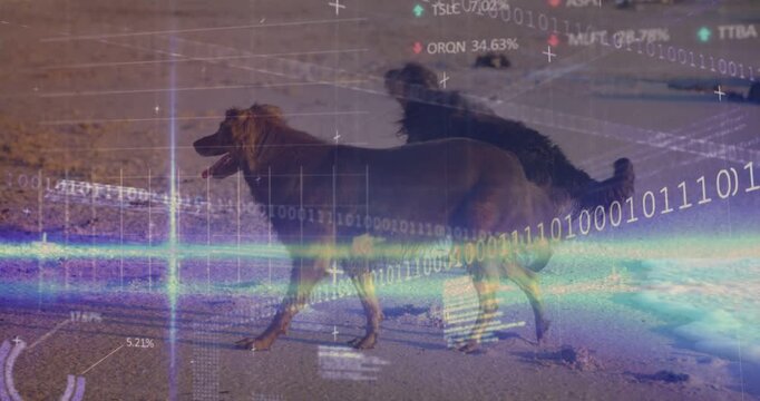 Two dogs walking along sandy shore, movement initiating tech overlay displaying paw prints, charts
