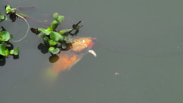 Dead fish in the pond, carp. Vietnamese fish farming