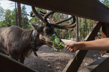 Dark brown reindeer reaching over a wooden fence to take green foliage from an outstretched human hand. © Mykola Iegorov