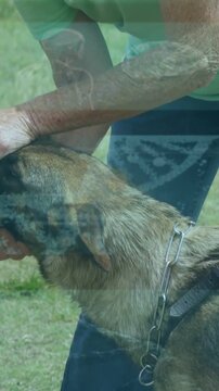 Vertical video: Senior handler presenting bite sleeve, training dog while adjusting chain collar