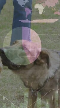 Vertical video: Trainer holding green tug, dog biting, calming on chain for drill, HUD showing