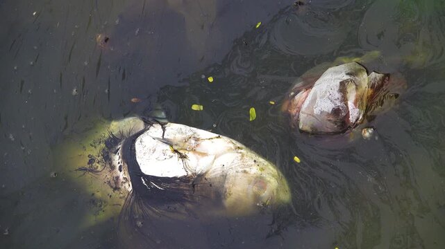 Dead fish in the pond, silver carp (Hypophthalmichthys). Vietnamese fish farming