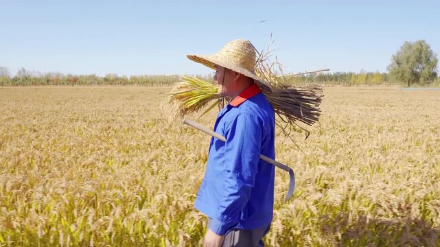 Bountiful crop harvest season, landscape of young farmer holding rice ears, traditional curved sickle walk through harvested paddy rice grain ears over gold paddy rice feed agriculture food production