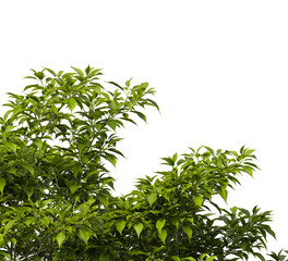 Obraz premium Tree branch isolated on transparent background. Large tree branch green leaves isolated on transparent background. Plant or tree leaves isolated on white background. Tree foliage PNG. Plant leaves PNG