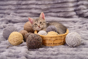 Small kitten in a basket with balls of yarn