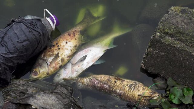 Dead fish in the pond, silver carp (Hypophthalmichthys). Vietnamese fish farming