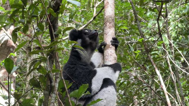 A detailed close up shot of a large black and white Indri lemur holding onto a tree trunk in its natural jungle habitat in Madagascar as it looks around curiously