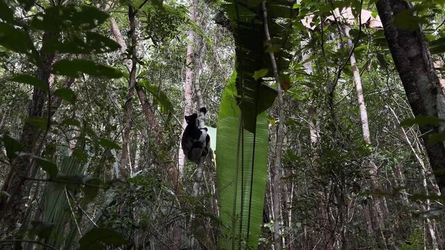A wide view of a large black and white Indri lemur climbing a thin tree trunk surrounded by dense green jungle foliage and large leaves in a Madagascar national park