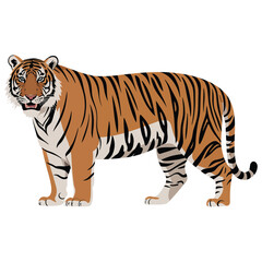 Obraz premium tiger vector illustration