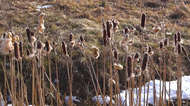 Close up of reed mace plants releasing their fluffy seeds in a gentle breeze during a sunny spring day, with the last patches of snow melting on the dry, grassy ground of a wetland