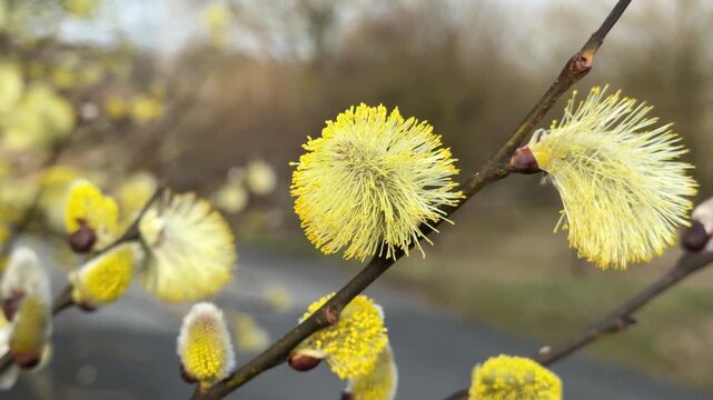 Yellow pussy willow catkins blooming on brown branches, signaling the arrival of spring