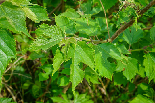 Broussonetia papyrifera is a deciduous broadleaved tree in Korea known for its medicinal fruit Jeosilja. It reaches heights of sixteen meters featuring lobed leaves and round drupes.