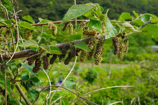 Broussonetia papyrifera is a deciduous broadleaved tree in Korea known for its medicinal fruit Jeosilja. It reaches heights of sixteen meters featuring lobed leaves and round drupes.