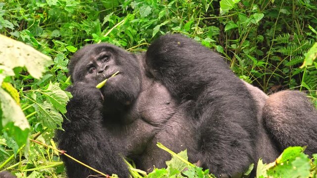 Male silverback gorilla resting and eating leaves from nearby branches,Bwindi National Park, Uganda.