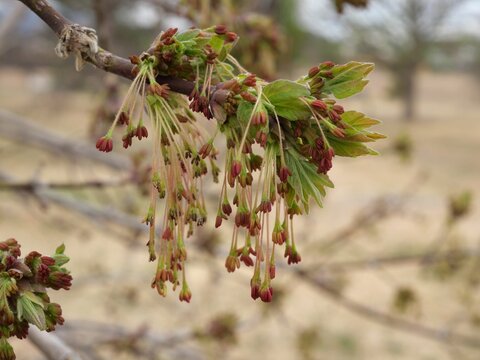 Close-up of Sensation Boxelder (Acer negundo 'Sensation') Spring Flowers and Emerging Leaves in Colorado