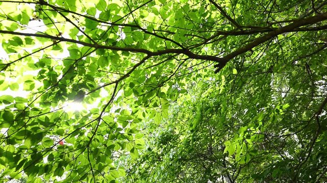 初夏を彩るヤマボウシの瑞々しい新緑と木漏れ日 風に揺れる森の葉 動画素材 4K