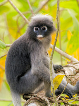 S&uuml;dlicher Brillenlangur in Thailand