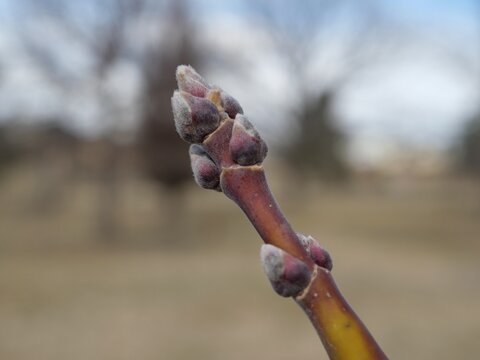 Close-up of Sensation Boxelder (Acer negundo 'Sensation') Buds on Branch in Early Spring, Colorado USA