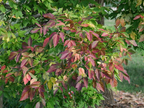 Colorful Autumn Leaves of Sensation Boxelder (Acer negundo 'Sensation') Turning Red and Green, Colorado USA