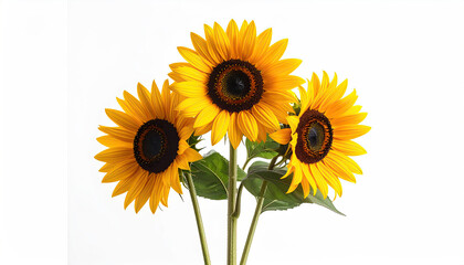 Obraz premium Three Bright Yellow Sunflowers on a Clean White Background