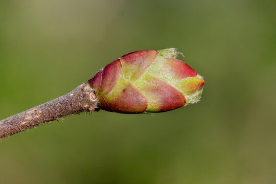 Close-up of a leaf bud of Hazelnut variety "Hallesche Riesen" (Corylus avellana) in the swelling stage, ideal for gemmotherapy and natural medicine.