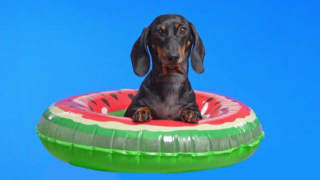 dachshund dog rest inside round watermelon inflatable float against bright blue studio background with calm curious expression, summer beach lifestyle, playful pool concept, fun mood, vacation scene