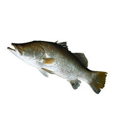 Naklejka premium Fresh barramundi fish (Lates calcarifer), also known as Asian sea bass, isolated on white background.