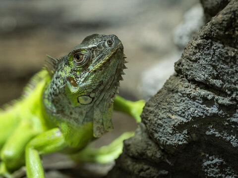 Close-up of a green iguana's head.