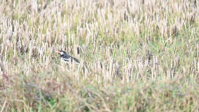 Indian pied myna or Gracupica contra Bird searching for food in the field. Its species&nbsp;of&nbsp;starling&nbsp;found in the&nbsp;Indian subcontinent.  Asian pied starling bird. 