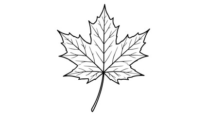 Naklejka premium Detailed maple leaf black line vector icon, minimalist hand-drawn outline illustration on white background, scalable SVG graphic for nature, autumn, Canada, botanical, and fall season design themes.