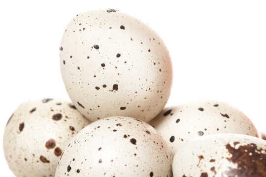 Quail spotted eggs isolated macro with white background