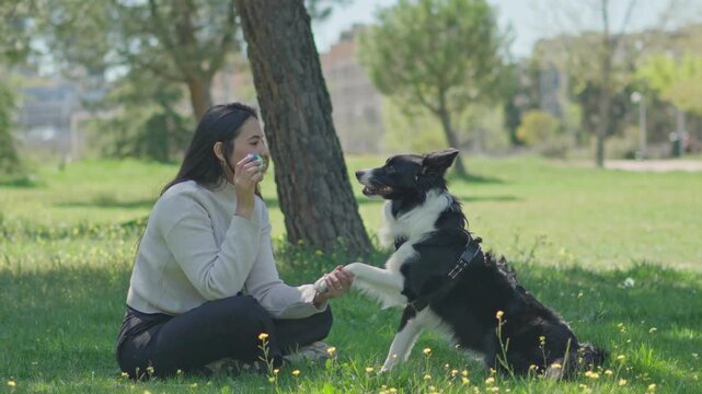 Young woman training her border collie dog in a sunny city park