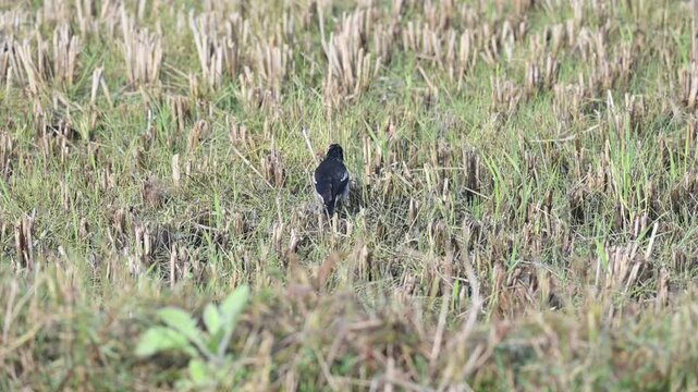 Indian pied myna or Gracupica contra Bird searching for food in the field. Its species&nbsp;of&nbsp;starling&nbsp;found in the&nbsp;Indian subcontinent.  Asian pied starling bird. 