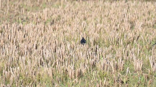 Indian pied myna or Gracupica contra Bird searching for food in the field. Its species&nbsp;of&nbsp;starling&nbsp;found in the&nbsp;Indian subcontinent.  Asian pied starling bird. 