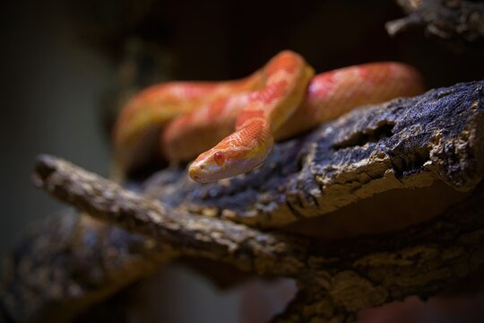 cornsnake