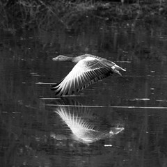 goose © Horst Krischke