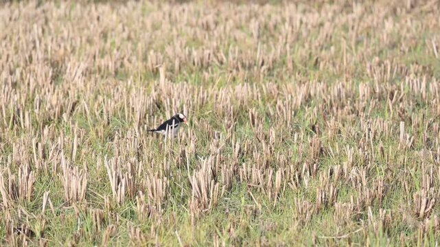 Indian pied myna or Gracupica contra Bird searching for food in the field. Its species&nbsp;of&nbsp;starling&nbsp;found in the&nbsp;Indian subcontinent.  Asian pied starling bird. 