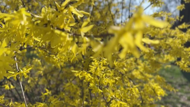 Forsythia flowers in sunlight with smooth focus transitions, filmed in 4K on iPhone 16 Pro Max