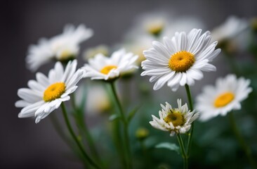 Obraz premium Group of daisies with white petals and yellow centers, delicate floral texture showcasing natural beauty and freshness
